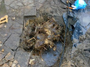 Tree roots